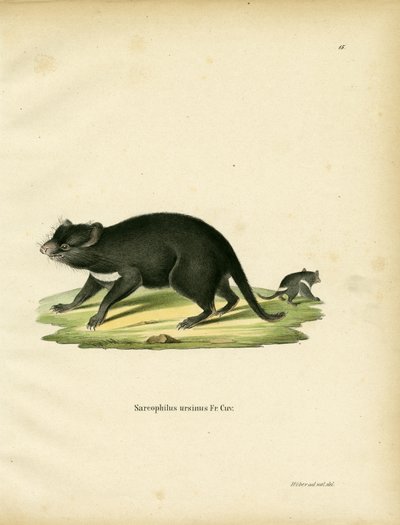 Tasmanian Devil (színes metszet) alkotó: German School