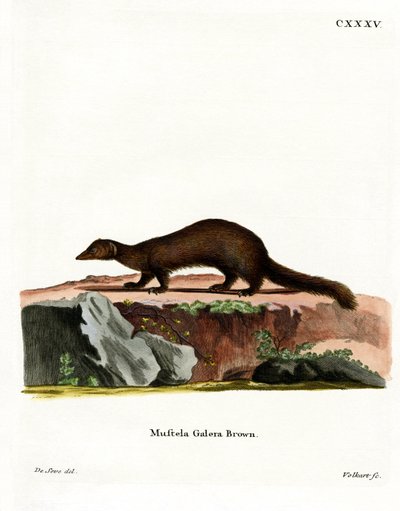 Tayra (színes metszet) alkotó: German School