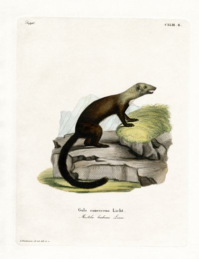 Tayra (színes metszet) alkotó: German School