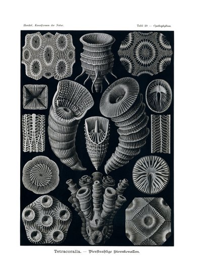 Tetracoralla, 1899-1904 alkotó: German School