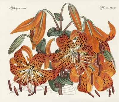 A japán tigrisliliom alkotó: German School