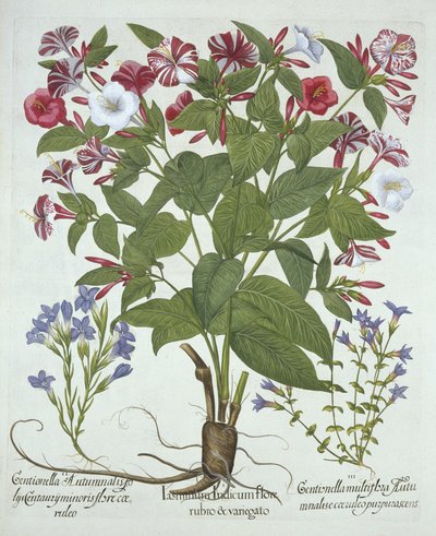 The Marvel of Peru and Two Varieties of Gentian, Hortus Eystettensis, Basil Besler (1561-1629), pub. 1613 (kézzel színezett metszet) alkotó: German School