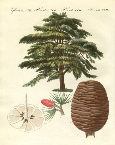 A libanoni cédrus (színes metszet) alkotó: German School
