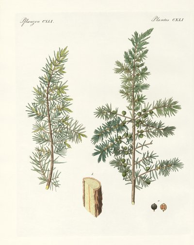 A közönséges boróka (színes metszet) alkotó: German School
