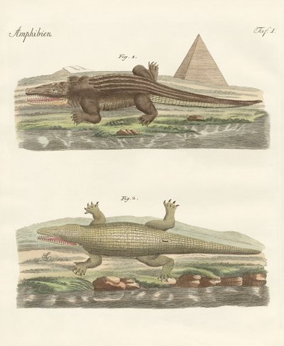 A krokodil alkotó: German School