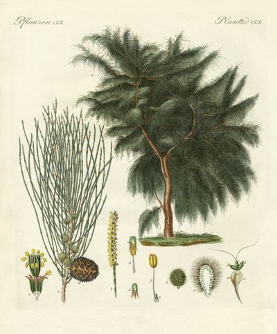 A négyszárnyú casuarina (színes metszet) alkotó: German School