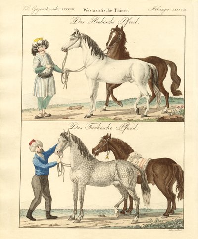 A ló különböző fajtáival (színes metszet) alkotó: German School