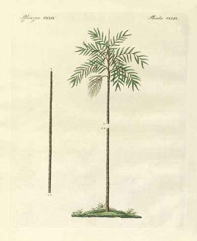 Új-Írország karcsú tenyere (színes gravírozás) alkotó: German School