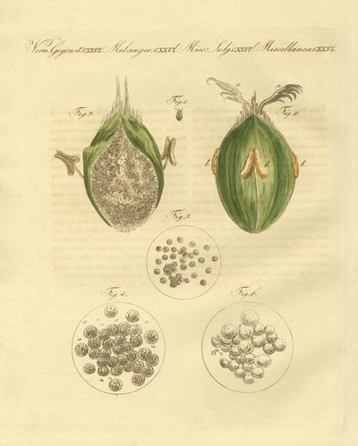 A búza ustilaginomycotina (színes metszet) alkotó: German School