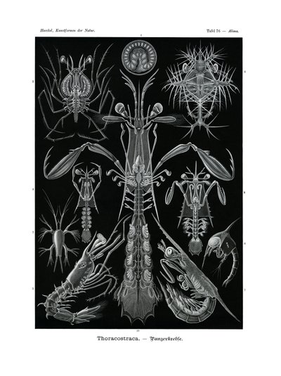 Thoracostraca, 1899-1904 alkotó: German School