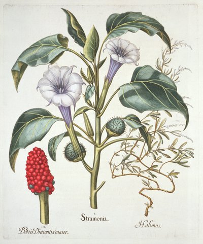 Tövisalma, a Hortus Eystettensisből, Basil Besler (1561-1629), pub. 1613 (kézzel színezett metszet) alkotó: German School