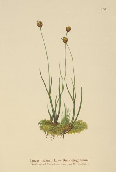 Háromhéjú rózsa (Juncus triglumis) alkotó: German School