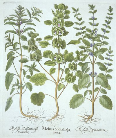 Háromféle balzsam, Hortus Eystettensis, Basil Besler (1561-1629), pub. 1613 (kézzel színezett metszet) alkotó: German School