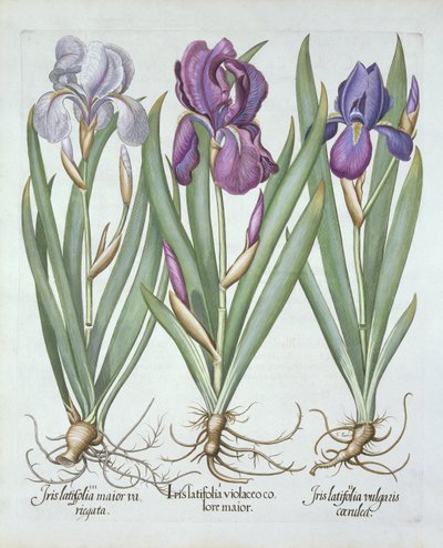Három fajta rizómás szakállas írisz, a Hortus Eystettensis-ből, Basil Besler (1561-1629) pub. 1613 alkotó: German School