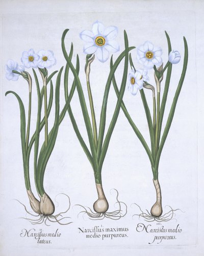Három fehér nárcisz, a Hortus Eystettensisből, Basil Besler (1561-1629) pub. 1613 (kézzel színezett metszet) alkotó: German School