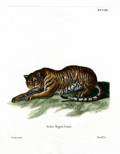 Tigris (színes metszet) alkotó: German School