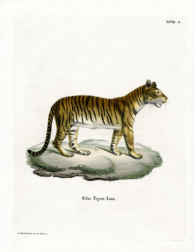 Tigris (színes metszet) alkotó: German School