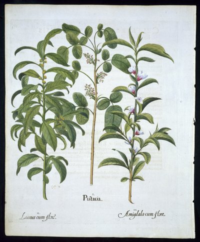 Cím: Pisztácia dió, babérfa (Laurus Nobilis) és mandula, 6. tábla a Hortus Eystettensisből, Basil Besler (1561 - 1629) kocsma 1613 (kézzel színezett metszet) alkotó: German School