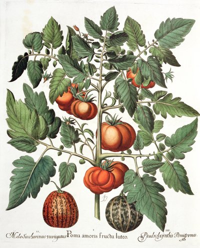 Paradicsom és sárgadinnye: 1. Sárga gyümölcs alma; 2. Melo Saccharinus variegatus; 3.Pseudocolocynthis Pomiformis, a Hortus Eystettensisből, Basil Besler (1561-1629), pub. 1613 alkotó: German School