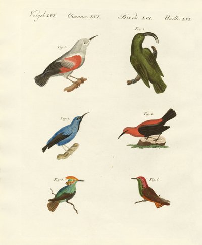 Kúszónövények és kolibri alkotó: German School