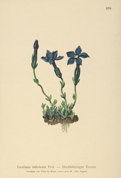 Triglav encián (Gentiana terglouensis, Gentiana imbricata) alkotó: German School