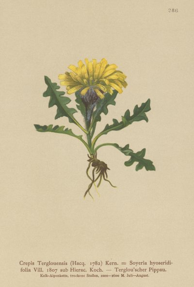 Triglav Hawksbeard (Crepis Terglouensis, Soyeria hyoseridifolia sub Hierac.) alkotó: German School