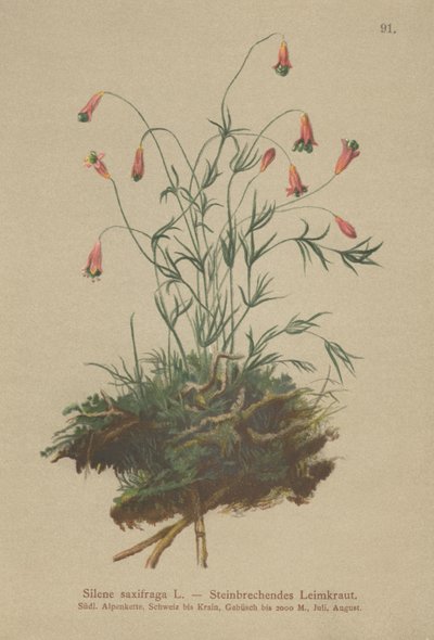 Bojtos gyomrú (Silene saxifraga) alkotó: German School