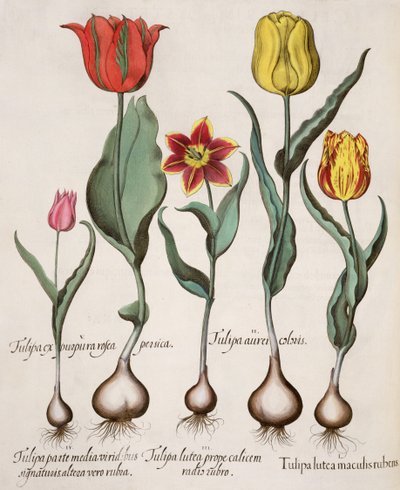 Tulipán: 1. Tulipán sárga, piros foltokkal; 2. Tulipán szín 3. Sárga tulipán piros sugárral a kehely közelében; 4. Tulipán az egyik felén zöld aláírással, a másikon pirossal; 5. Tulipán lila rózsaszín őszibarack alkotó: German School