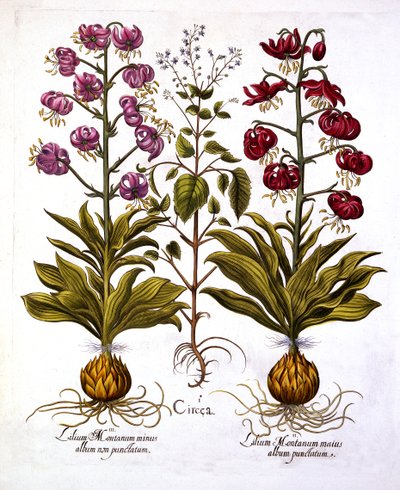 Turks Cap Lily és Enchanters Nightshade, Hortus Eystettensis, Basil Besler (1561-1629), pub. 1613 (kézzel színezett metszet) alkotó: German School