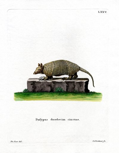 Tizenkét sávos Armadillo (színes metszet) alkotó: German School