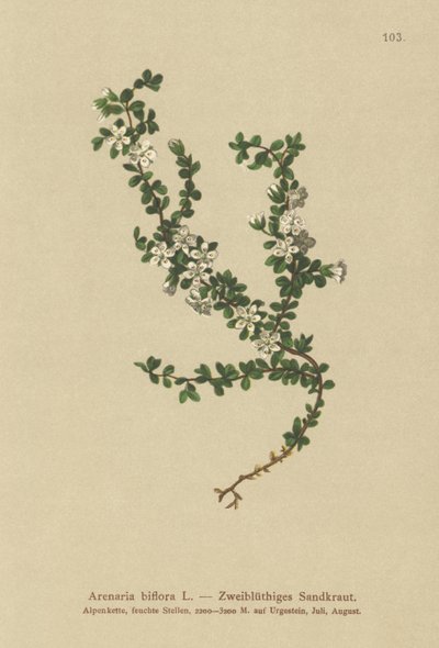 Kétvirágú homokfű (Arenaria biflora) alkotó: German School