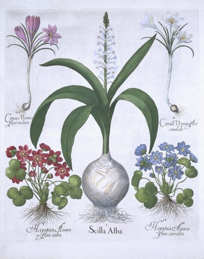 Két crocus, két Hepatica és egy Scilla, a Hortus Eystettensisből, Basil Besler (1561-1629) pub. 1613 (kézzel színezett metszet) alkotó: German School