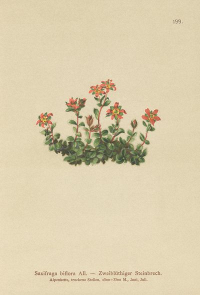 Kétvirágú szaxifrage (Saxifraga biflora) alkotó: German School
