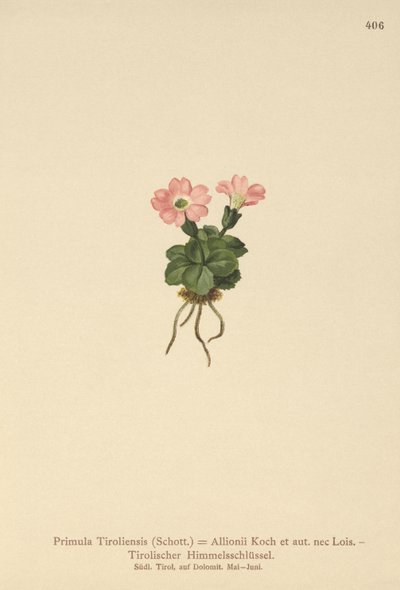 Tiroli kankalin (Primula tyrolensis, Primula Tirolensis, Primula Allionii) alkotó: German School