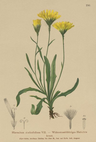 Esernyős tejfű (Hieracium staticefolium, Hieracium staticifolium, Tolpis staticifolia, Chlorocrepis staticifolium, Chlorocrepis staticifolia) alkotó: German School