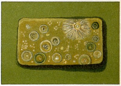 A baktériumok egészségtelen szintje az ivóvízben, 1890 körül (színes kromolitográfia) alkotó: German School