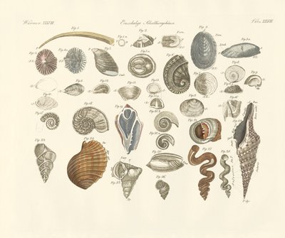 Egyedi állatok vagy féreghüvely (színes gravírozás) alkotó: German School