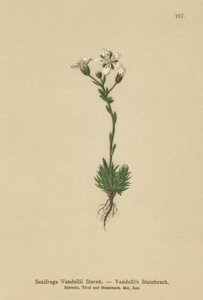 Vandellis Saxifrage (Saxifraga Vandellii) alkotó: German School
