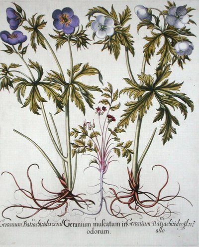 Muskátli fajták, Basil Besler (1561-1629) 