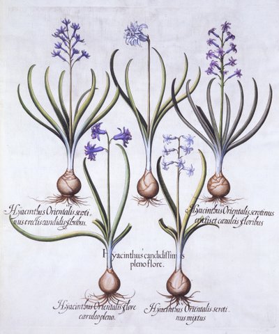 Jácint hagymás változatai, a Hortus Eystettensisből, Basil Besler (1561-1629), pub. 1613 (kézzel színezett metszet) alkotó: German School