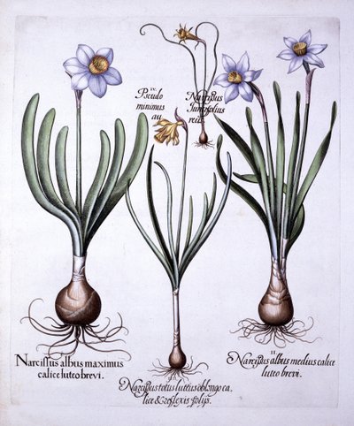 Különféle nárciszok, a Hortus Eystettensisből, Basil Besler (1561-1629), pub. 1613 (kézzel színezett metszet) alkotó: German School