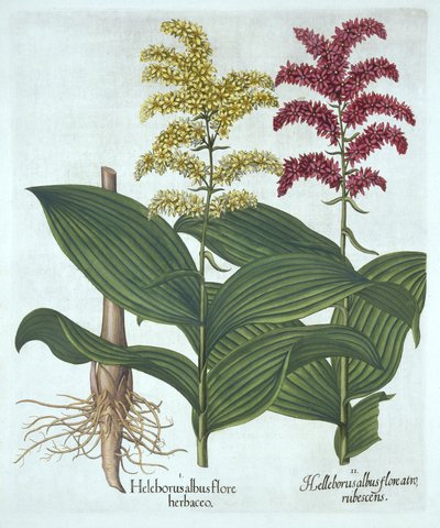 Veratrum, a "Hortus Eystettensis"-ből, Basil Besler alkotó: German School