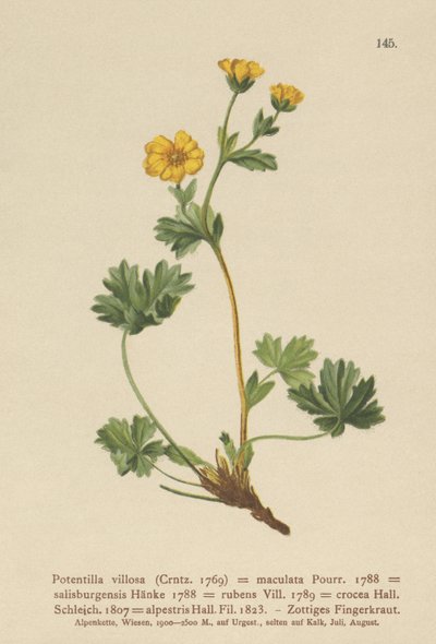 Villous cinquefoil (Potentilla villosa, Potentilla maculata, Potentilla rubens, Potentilla crocea, Potentilla alpestris, Potentilla salisburgensis) alkotó: German School