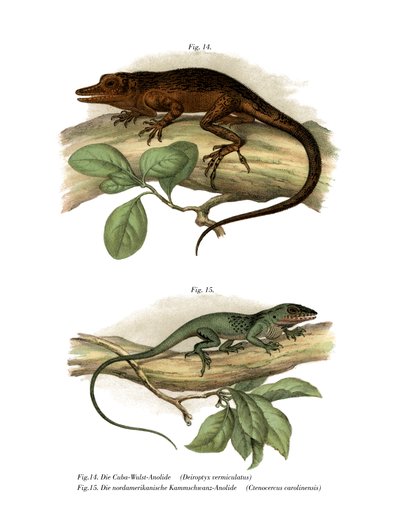 Vinales Anole (színes litho) alkotó: German School
