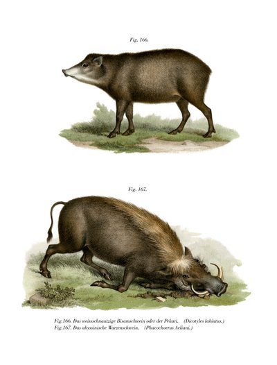 Warthog, 1860 alkotó: German School