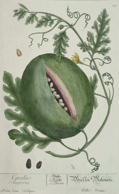 Görögdinnye, az A Curious Herbalból, német kiadás, 1757-ben alkotó: German School