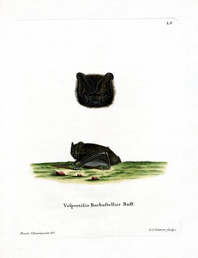 Western Barbastelle (színes metszet) alkotó: German School