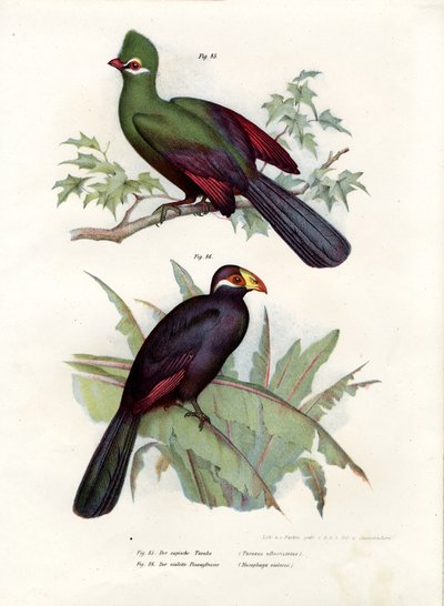 Fehér tarajos turaco, 1864 alkotó: German School