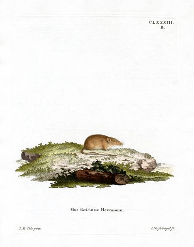 Fehér fogú cickány (színes metszet) alkotó: German School