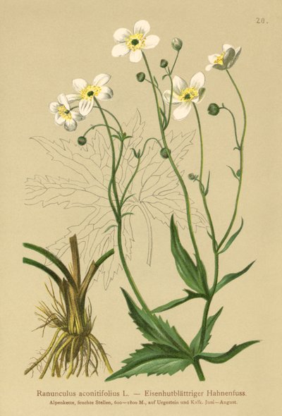Fehér legénygombok (Ranunculus aconitifolius) alkotó: German School